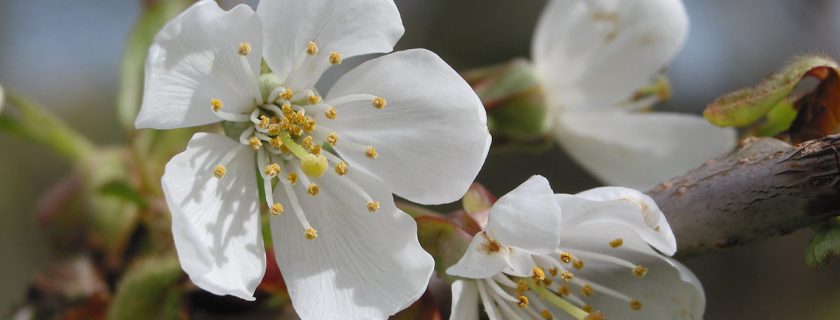 wild-cherry-flowers