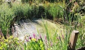 The Pond at Boundary Brook