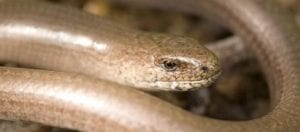Slow-worm