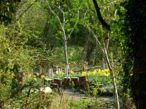 The young hedge planted in the Wildlife Garden