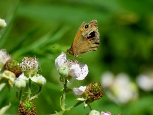 Butterflies at Boundary Brook