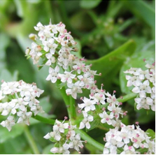 Creeping Marshwort