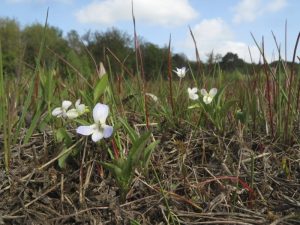Fen Violet