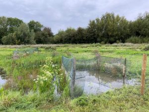 Great Water Parsnip planted by the Project at Cutteslowe