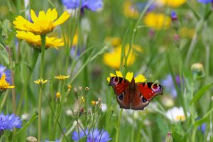 Red Admiral in wildflower meadow