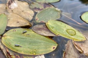 Pondweed Leafhoppers