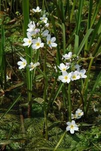 Water violet