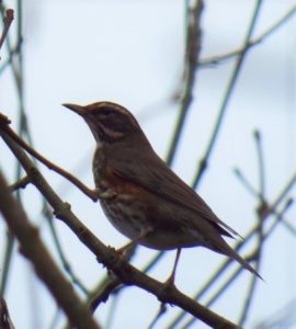 Redwing at Boundary Brook