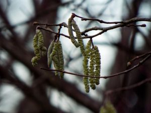 Hazel catkins