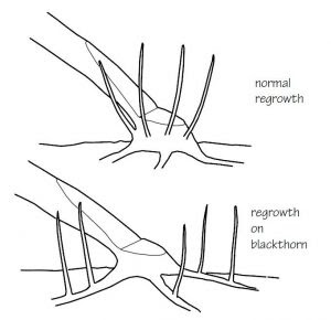 Root regrowth on blackthorn