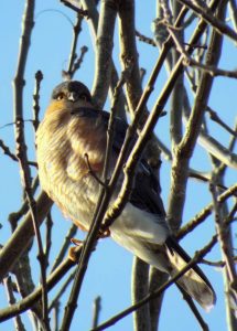 A beautiful male Sparrowhawk at Boundary Brook Nature Park