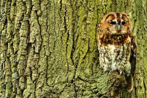 Tawny owl by Tim-Felce-Airwolfhound