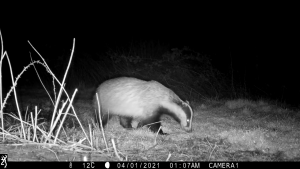 Badger captured on BBNP Wildcam