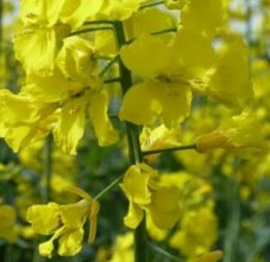 Canola, Rapeseed or Oilseed Rape