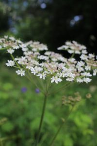 Cow-Parsley