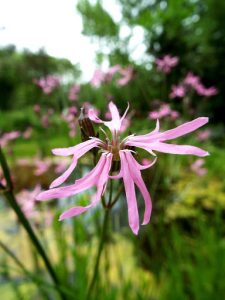 Ragged Robin