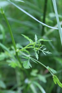 Stone Parsley