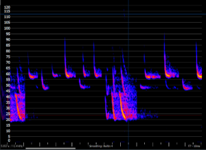 Sonogram of the bat calls recorded using an Anabat Scout during the August Survey