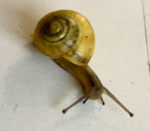 Snail with horns out
